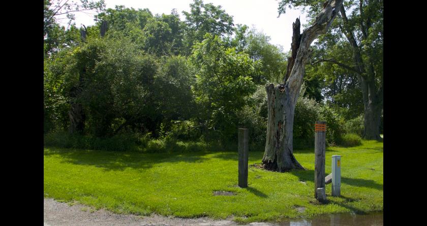 Overgrown in summer